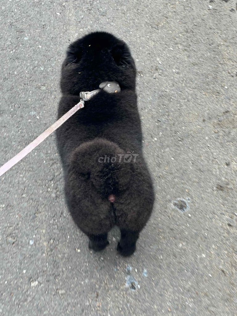 TÌM CHÓ LẠC - HẬU TẠ 10 TRIỆU. Mua bán Chó tại Thành phố Vũng Tàu Bà Rịa - Vũng Tàu được đăng bởi Nguyễn Xuân Đoàn hình 4