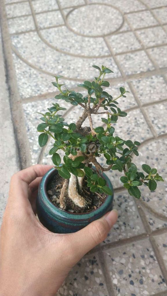 Cây cảnh Bonsai mini . Mua bán Cây cảnh, đồ trang trí tại Huyện Tuy Phước Bình Định được đăng bởi Bảo hình 1
