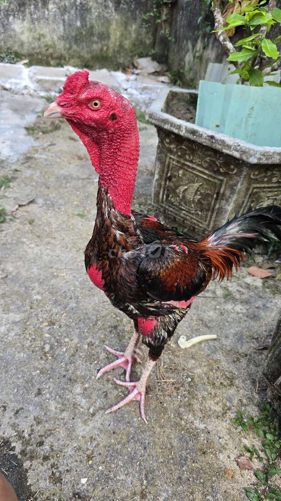 Gà chọi Tía 3.3kg Đực Chân trắng. Mua bán Gà tại Thành phố Tam Kỳ Quảng Nam được đăng bởi Xuân Tiến  hình 1
