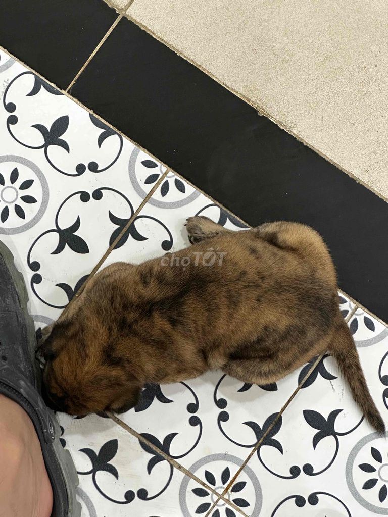 Chó Phú Quốc Vằn vện Nâu. Mua bán Chó tại Quận Sơn Trà Đà Nẵng được đăng bởi Sơn hình 1