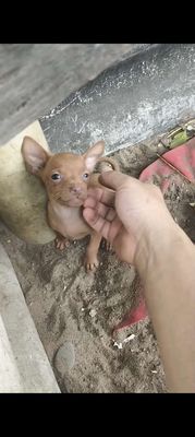 Phốc con