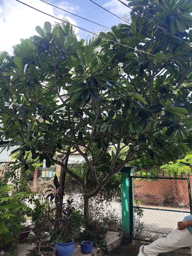 Cây sứ lớn. bông trắng. Mua bán Cây cảnh, đồ trang trí tại Thị xã Phú Mỹ Bà Rịa - Vũng Tàu được đăng bởi Lê Phú Tỷ hình 1