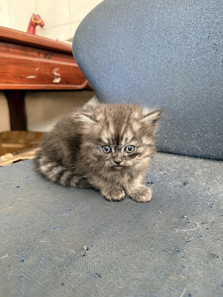 Mèo lông dài cái xám đen. Mua bán Mèo tại Quận Bình Tân Tp Hồ Chí Minh được đăng bởi Quốc An Kiều hình 1