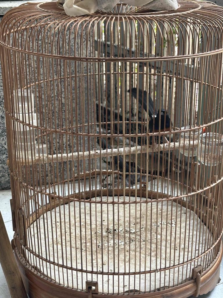 19 bản to tôm. Mua bán Chim tại Huyện Bình Chánh Tp Hồ Chí Minh được đăng bởi Duy hình 1