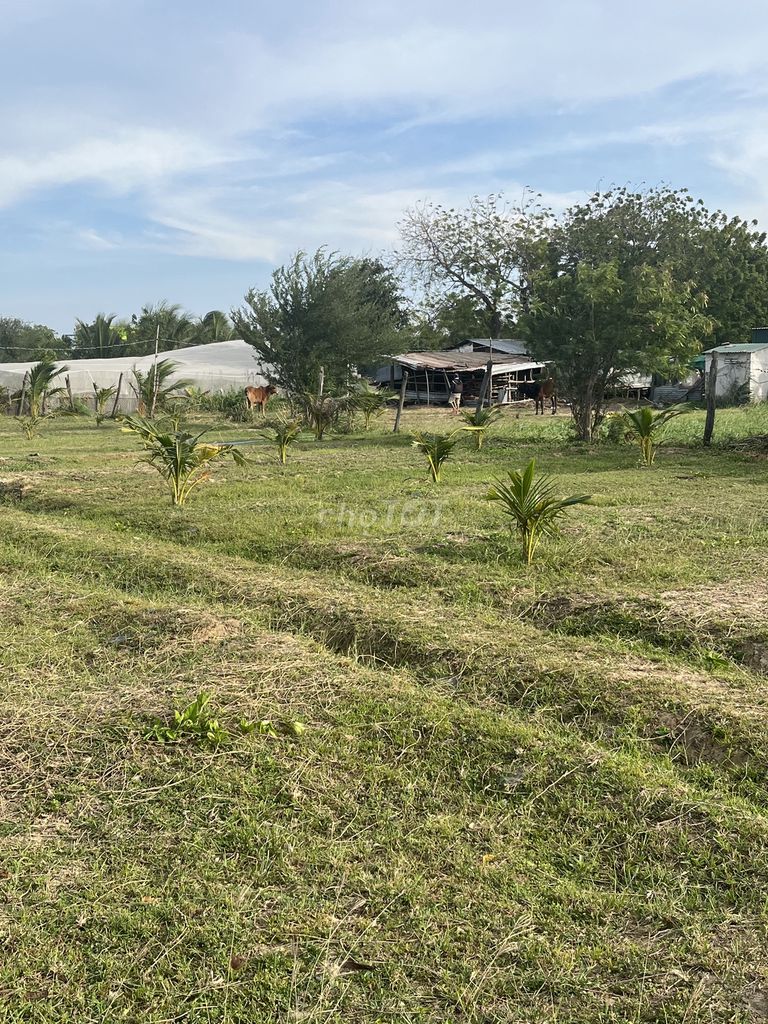 Bán Đất Nông Nghiệp 1284m2 HxH đường Nguyễn Viết Xuân -Bình Quý NPhuoc. Mua bán Đất tại Huyện Ninh Phước Ninh Thuận được đăng bởi Minhland68 hình 5