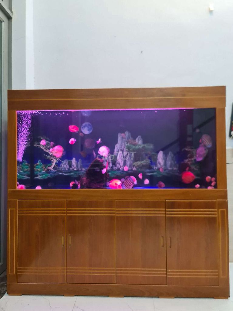 Hồ cá Công Nghệ Mới 4 lớp đáy ,gỗ Căm Xe siêu sịn. Mua bán Phụ kiện, Thức ăn, Dịch vụ tại Quận 7 Tp Hồ Chí Minh được đăng bởi Khoa hình 1