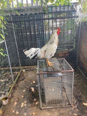 hạng chế độ sẳn về vai ngay co chơi. Mua bán Gà tại Huyện Thoại Sơn An Giang được đăng bởi Chí Sang Trần Văn