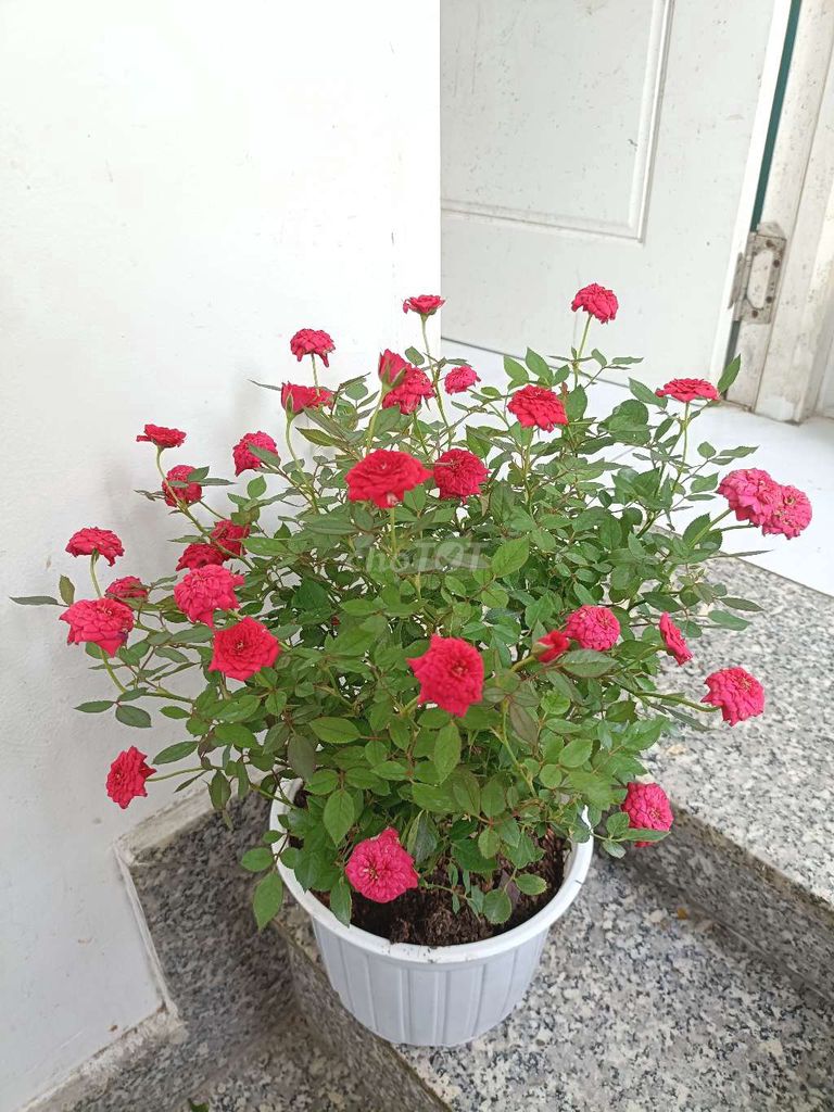 Cây cảnh Hoa hồng Tiểu Muội Đỏ. Mua bán Cây cảnh, đồ trang trí tại Quận 8 Tp Hồ Chí Minh được đăng bởi sunshine  hình 1