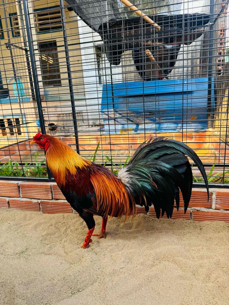 Gà Mỹ rặc 2.6kg. Mua bán Gà tại Quận Ninh Kiều Cần Thơ được đăng bởi Đức65 hình 1