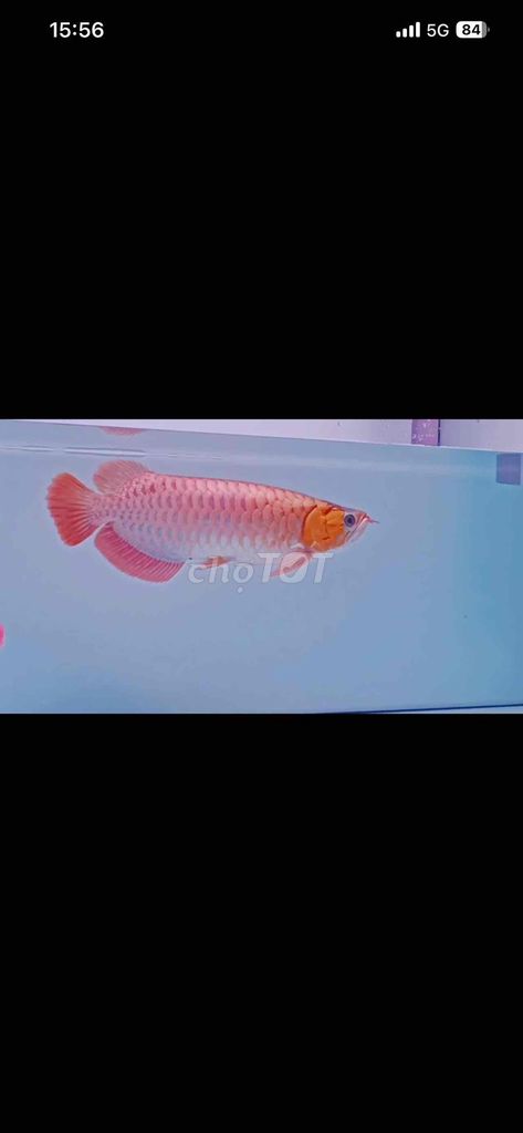 Cá chép phi tần Trắng 3 con. Mua bán Thú cưng khác tại Quận 8 Tp Hồ Chí Minh được đăng bởi Tạt Chảy hình 1