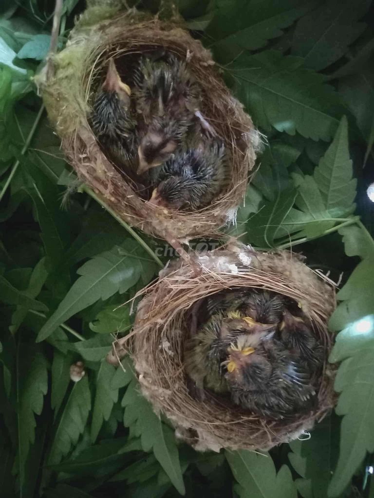 Chim khuyên non 2 tổ. Mua bán Chim tại Quận Liên Chiểu Đà Nẵng được đăng bởi Trung hình 1