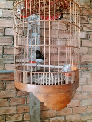 Chích chòe than. Mua bán Chim tại Huyện Trảng Bom Đồng Nai được đăng bởi Hiếu