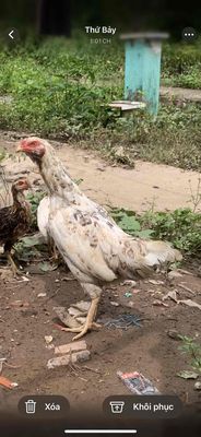 Bướm cứu ga gân đe 1,7 ky. Mua bán Gà tại Quận Cái Răng Cần Thơ được đăng bởi Điền Huỳnh 