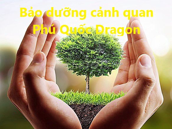 Dịch vụ chăm sóc cây xanh dài hạn