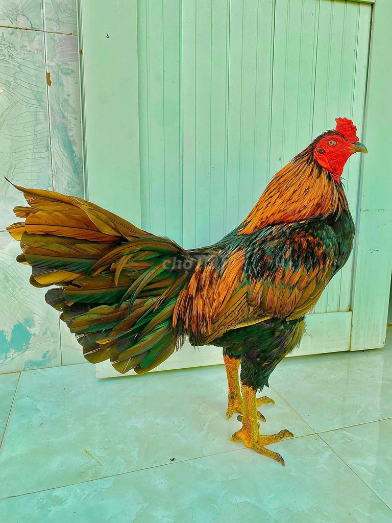 🍀khét 3k4 mặt cay đăng. Mua bán Gà tại Huyện Kế Sách Sóc Trăng được đăng bởi TRẠI GÀ TẤN PHÁT 68 hình 1