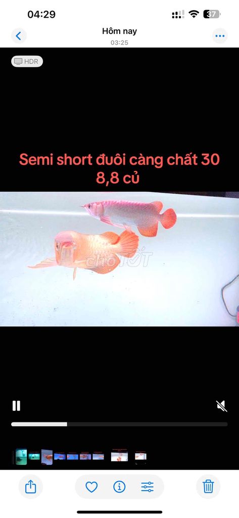 Super red semi short đuôi càng