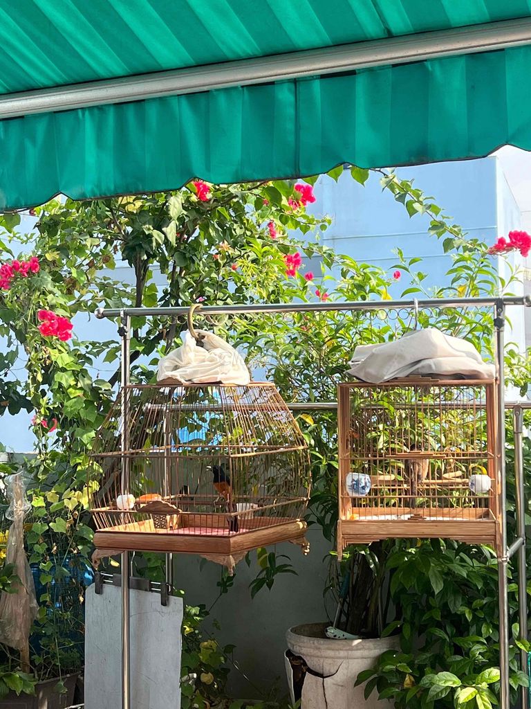 8 con Khoen Xanh + Lồng Avi. Mua bán Chim tại Quận Tân Phú Tp Hồ Chí Minh được đăng bởi Hậu hình 1