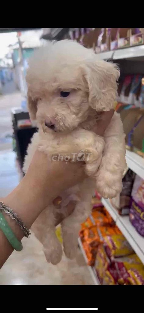 Chó Poodle con. Mua bán Chó tại Thành phố Vũng Tàu Bà Rịa - Vũng Tàu được đăng bởi Lượm Dog Shop hình 3