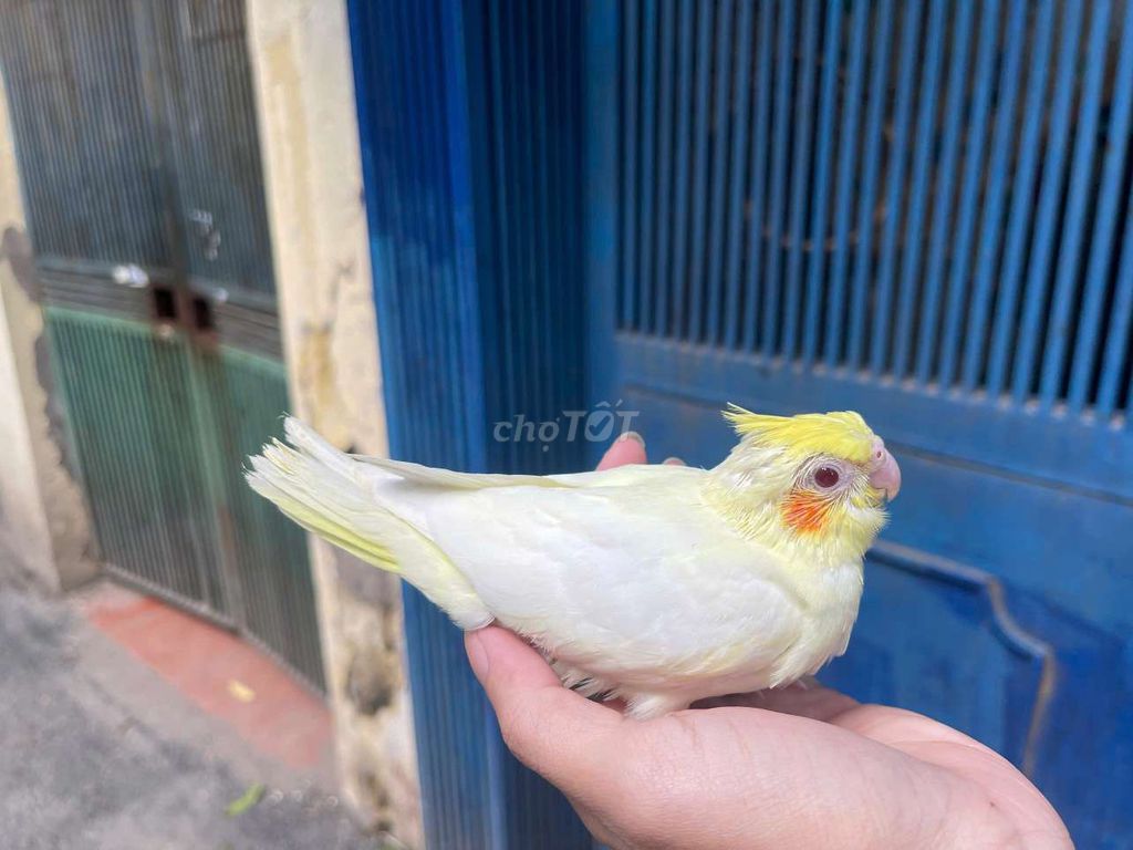 Vẹt Cockatiel non vàng nhạt. Mua bán Chim tại Quận Cầu Giấy Hà Nội được đăng bởi Shop chim vẹt  hình 1