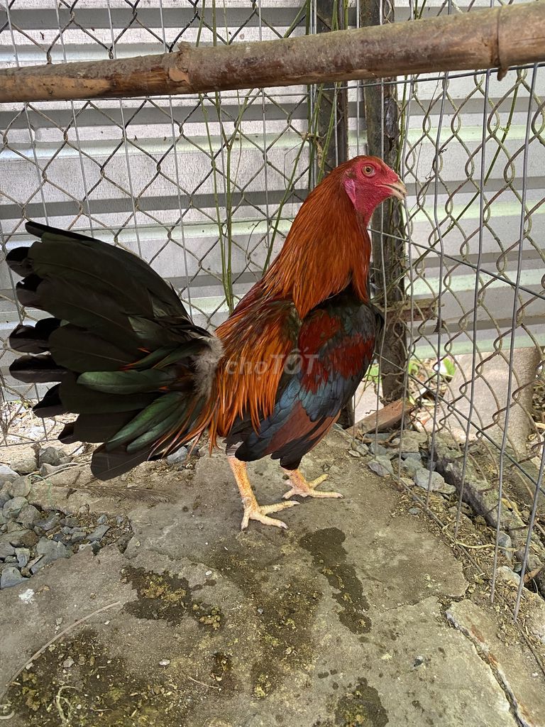 Gà tre Điều, Khét 1.3kg - 1.7kg. Mua bán Gà tại Thành phố Sa Đéc Đồng Tháp được đăng bởi ga tre hình 1