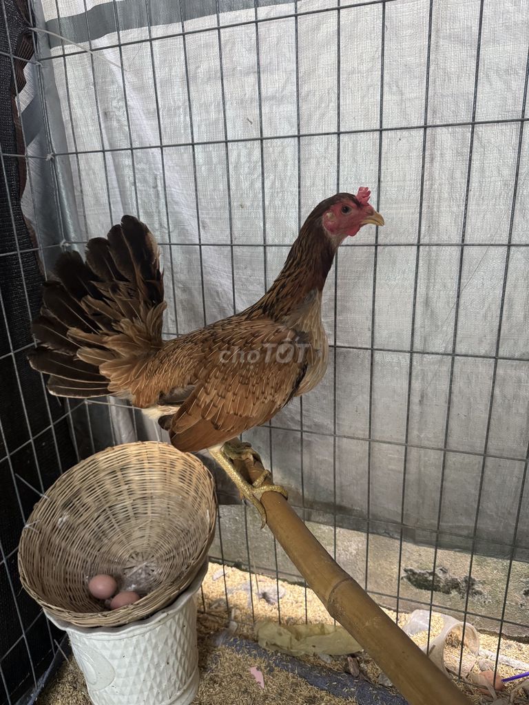 Gà Mỹ rặc mái 1k9. Mua bán Gà tại Quận 7 Tp Hồ Chí Minh được đăng bởi Khang hình 1