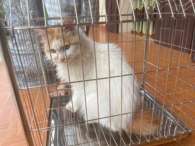 chuyển nhượng cho ai yêu em mi mi