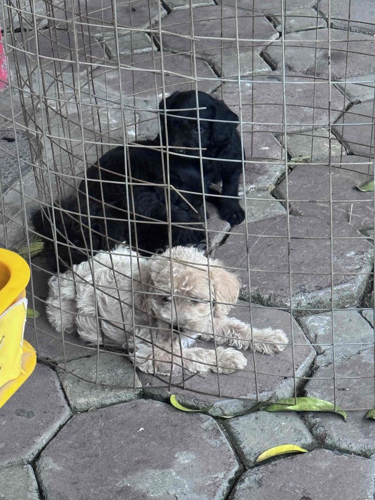 Chó Poodle con non. Mua bán Chó tại Quận Hoàng Mai Hà Nội được đăng bởi Lê ĐứcAnh hình 1