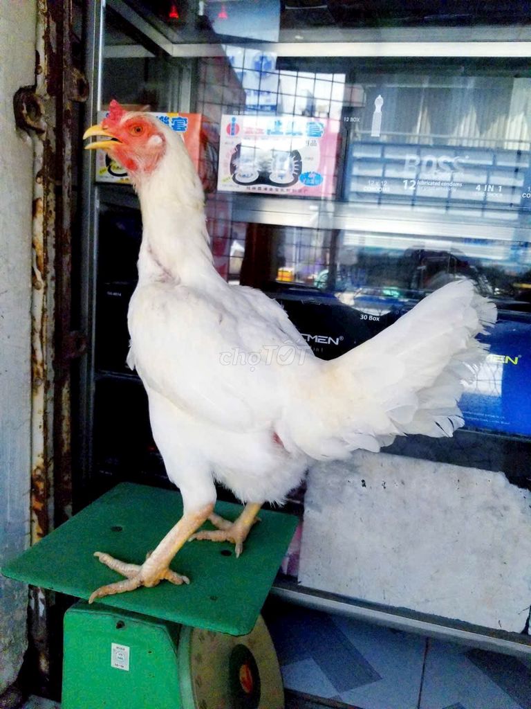 Gà mái Trắng Cái Khoẻ mạnh. Mua bán Gà tại Huyện Cát Tiên Lâm Đồng được đăng bởi Tuấn Gà Chọi hình 1