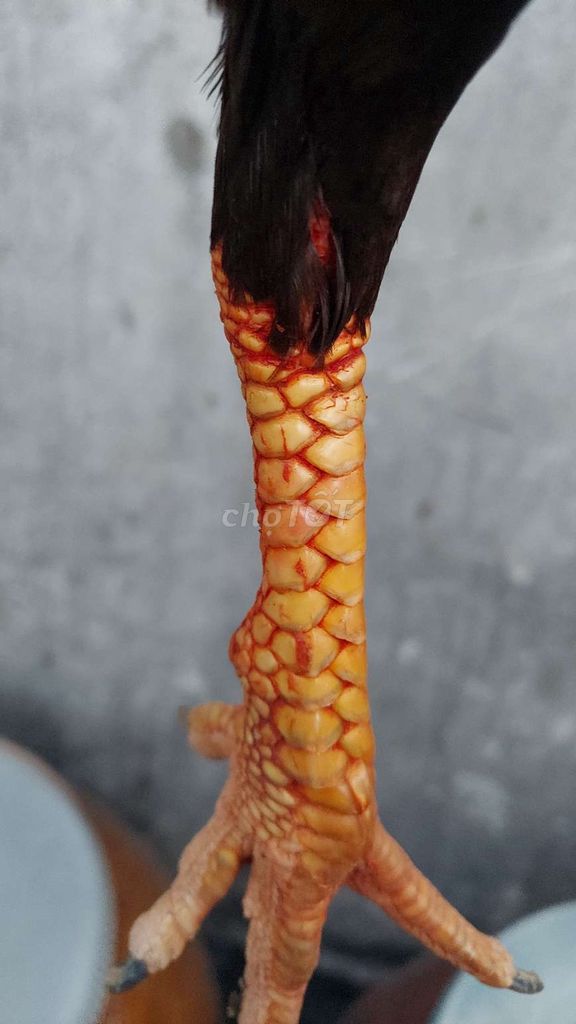 Cần gl gà buom tơ làm nọc hoac bán đổi nọc khác. Mua bán Gà tại Huyện Bình Tân Vĩnh Long được đăng bởi Nguyễn văn thắng  hình 2