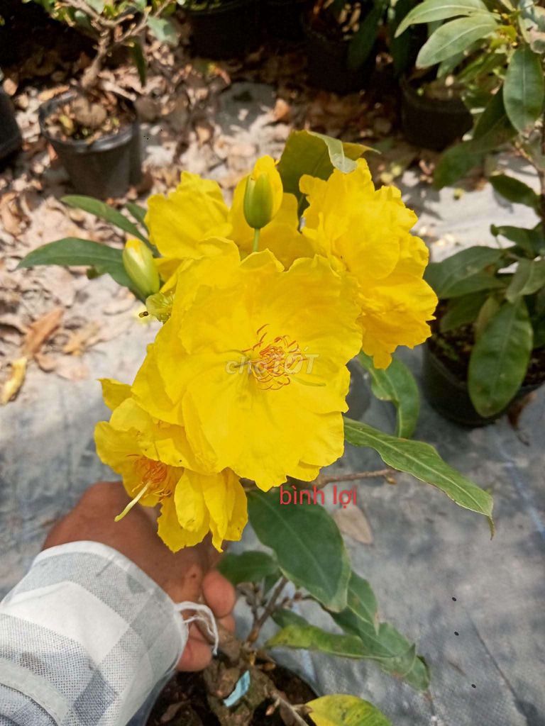 Mai bonsai Nhị ngọc Toàn vàng 12-25cm. Mua bán Cây cảnh, đồ trang trí tại Huyện Thanh Bình Đồng Tháp được đăng bởi Minh Khang hình 1