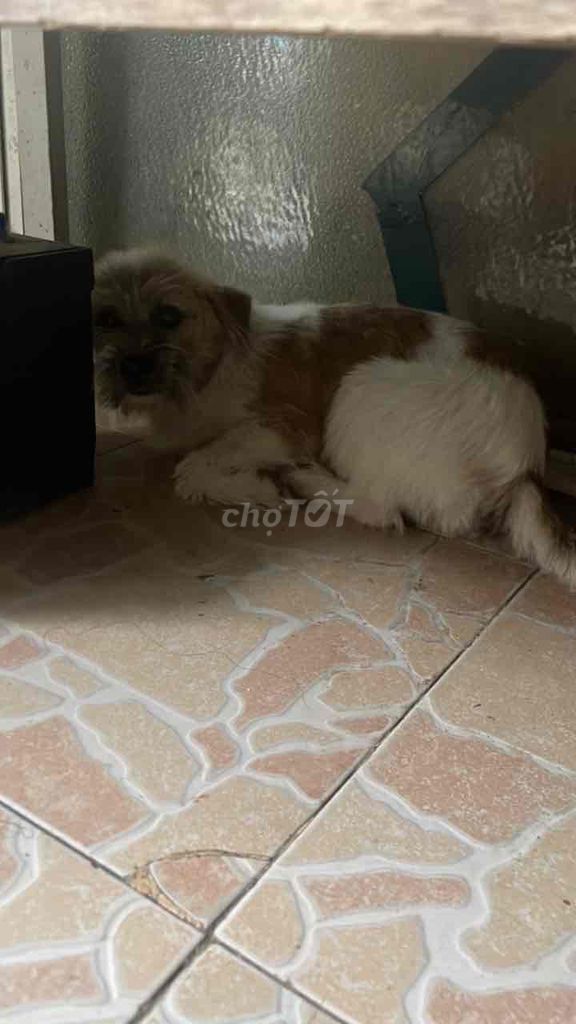 Chó cảnh Nâu trắng con. Mua bán Chó tại Quận Gò Vấp Tp Hồ Chí Minh được đăng bởi Quang hình 1