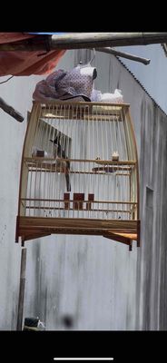 chao mao cf. Mua bán Chim tại Thành phố Tây Ninh Tây Ninh được đăng bởi gà cao lãnh