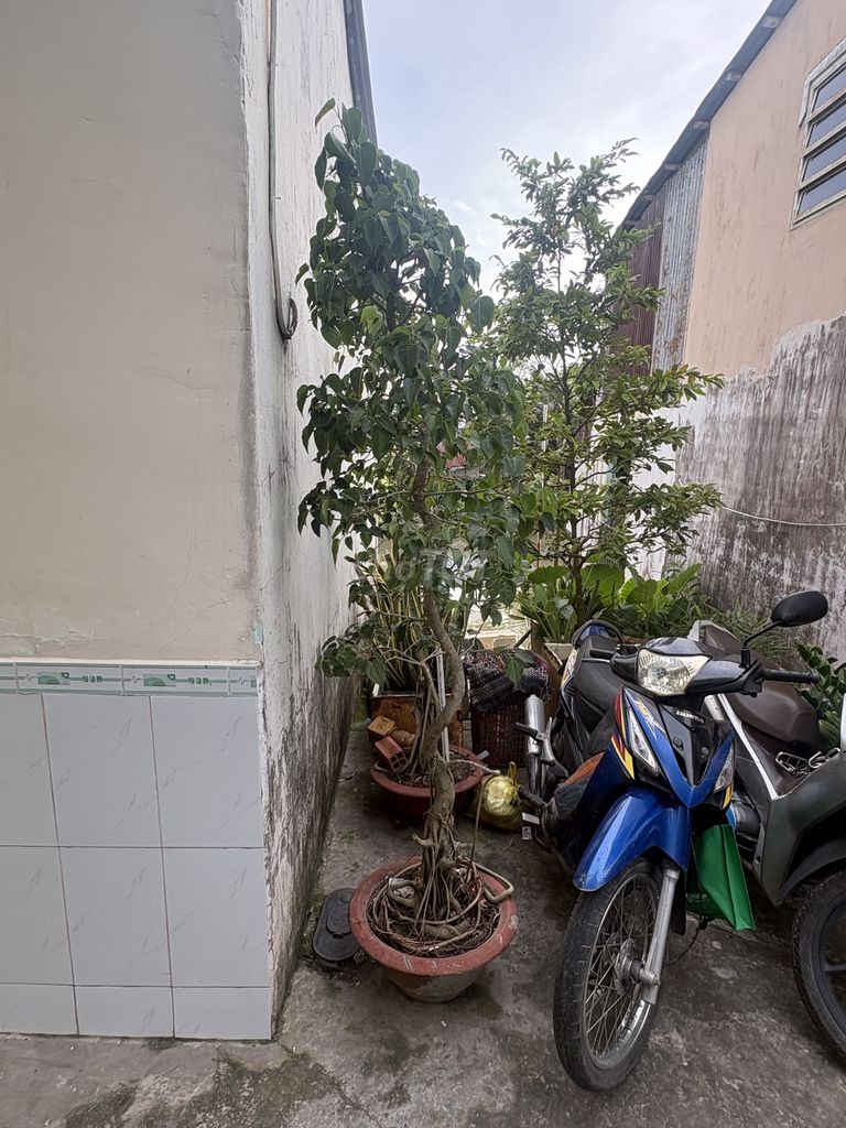 Cây cảnh trang trí. Mua bán Cây cảnh, đồ trang trí tại Quận Ninh Kiều Cần Thơ được đăng bởi Mua Bán Mau Lẹ hình 1