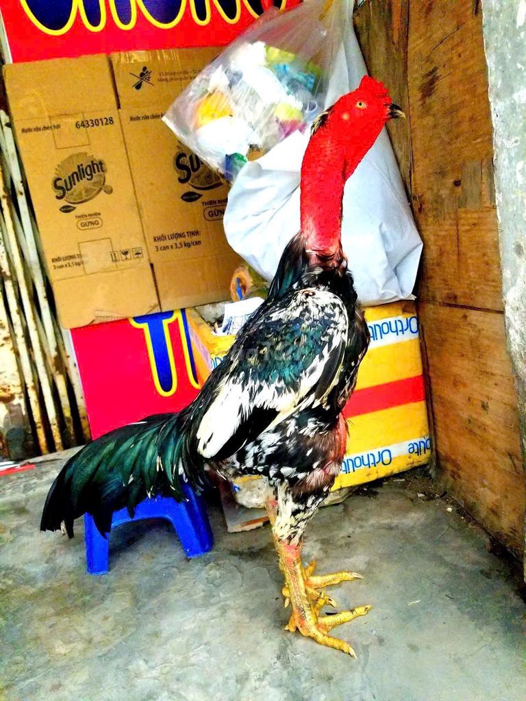 Gà chọi Bông 3.2kg Khỏe mạnh. Mua bán Gà tại Huyện Cát Tiên Lâm Đồng được đăng bởi Tuấn Gà Chọi hình 1