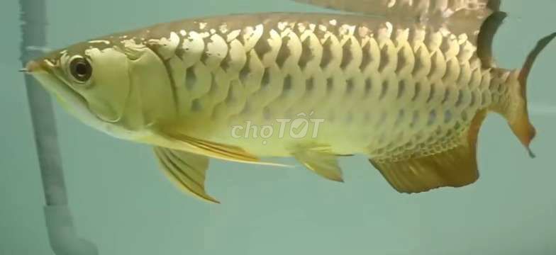 Cá Rồng Vàng U5X Đuôi càng. Mua bán Thú cưng khác tại Quận 12 Tp Hồ Chí Minh được đăng bởi chiến  hình 1