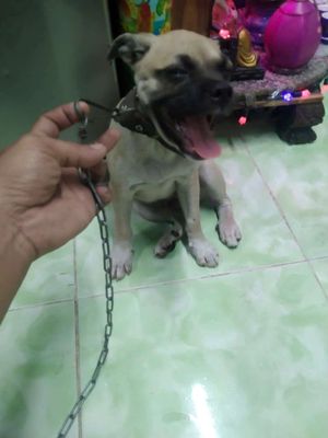 Chó Pug lai Nâu vàng