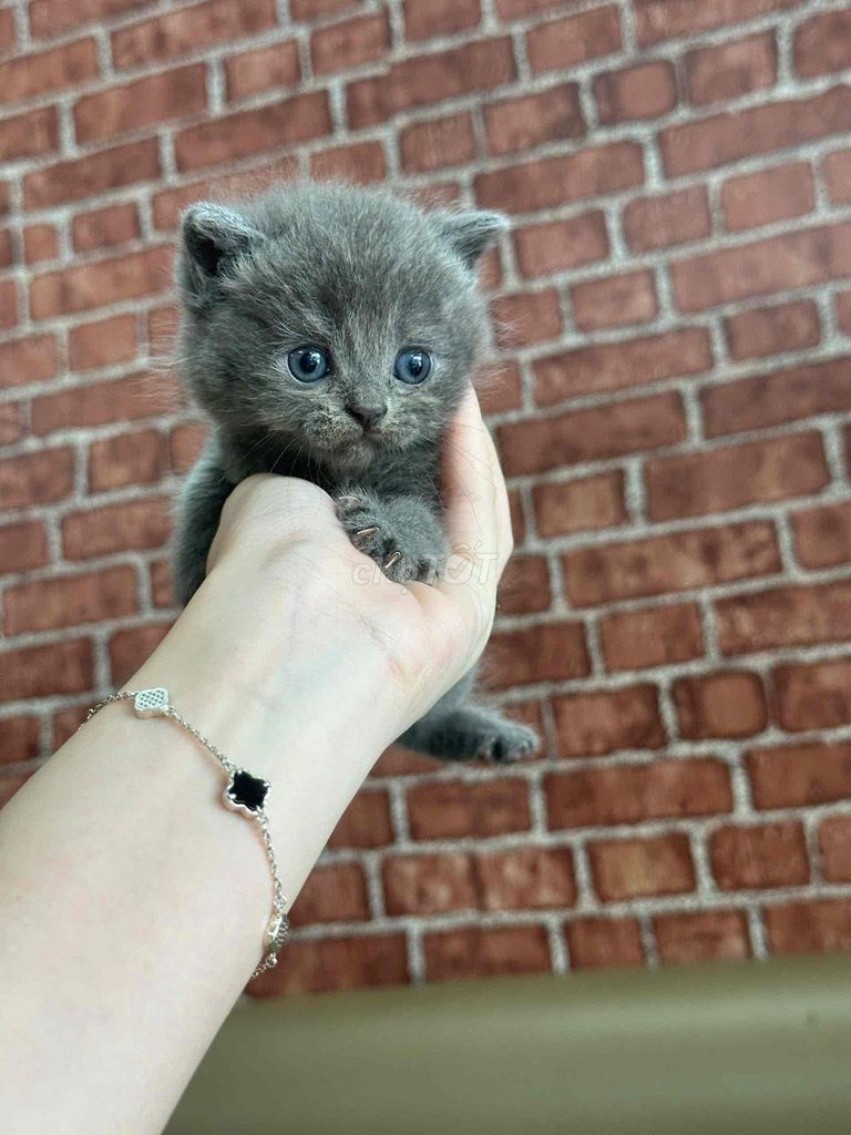 Mèo anh lông ngắn xám xanh, hyma, blue tabby