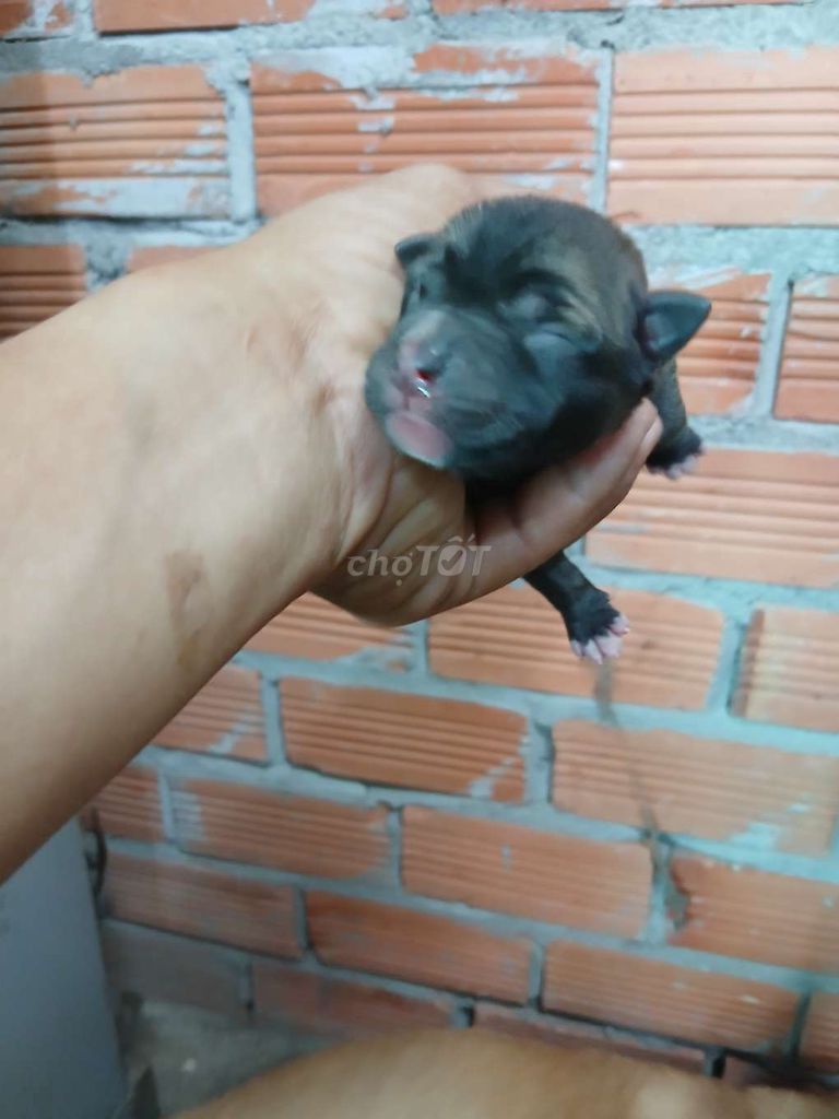 Bán chó con lai. Mua bán Chó tại Thành phố Tân An Long An được đăng bởi Hoàng Linh hình 3