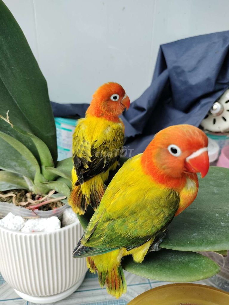 Cặp lovebirds euwing non lên