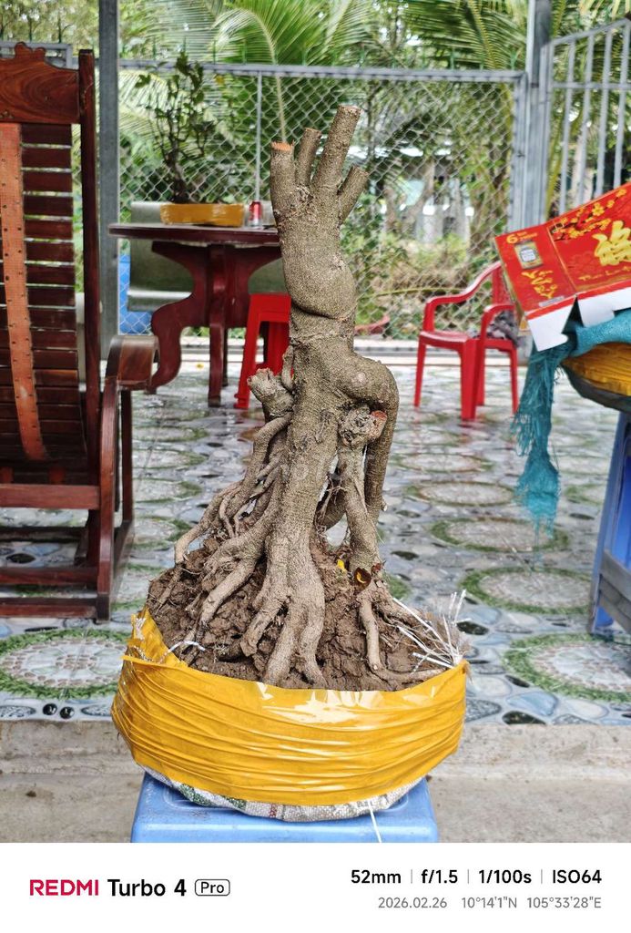 Mai vàng Bonsai nghệ thuật. Mua bán Cây cảnh, đồ trang trí tại Quận Thốt Nốt Cần Thơ được đăng bởi Công Nghệ Nhật hình 1
