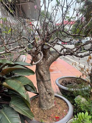 Cây đào. Mua bán Cây cảnh, đồ trang trí tại Quận Hồng Bàng Hải Phòng được đăng bởi Anh Dũng