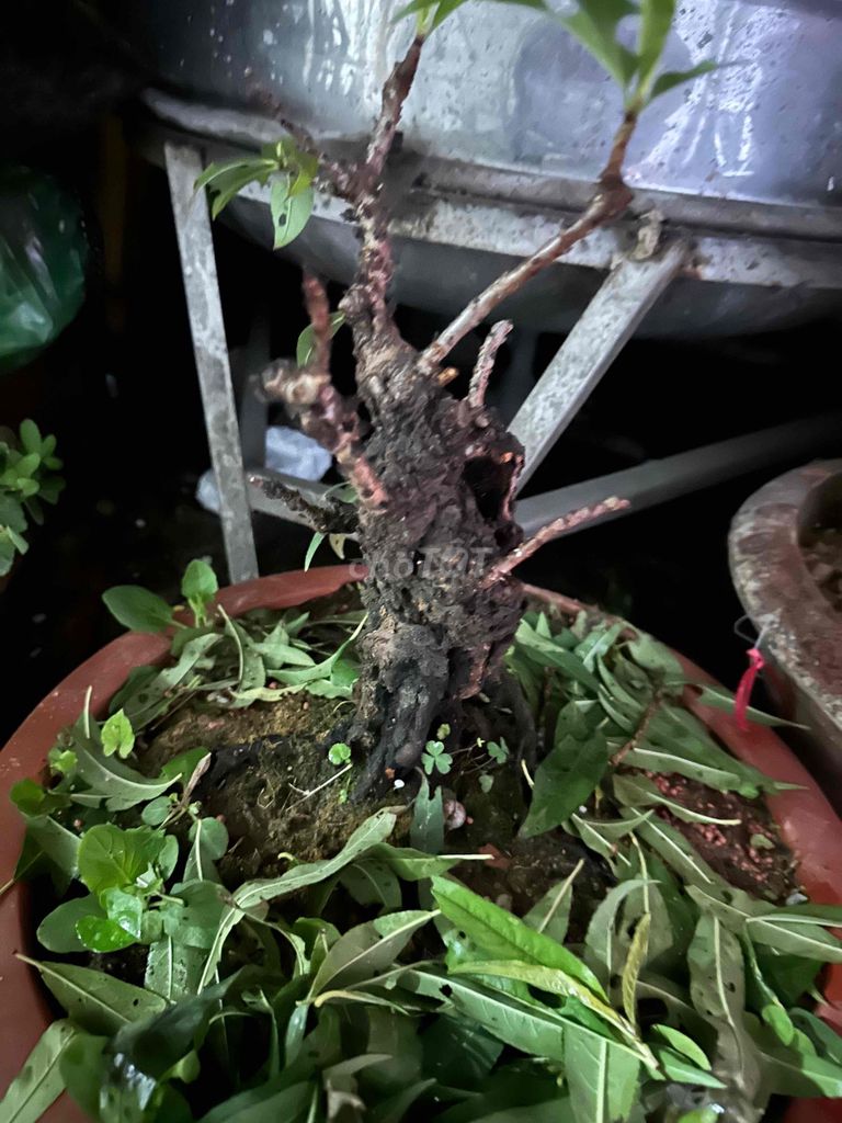 Cây cảnh Đào thất thốn Bonsai. Mua bán Cây cảnh, đồ trang trí tại Quận Đống Đa Hà Nội được đăng bởi tuệ an hình 1