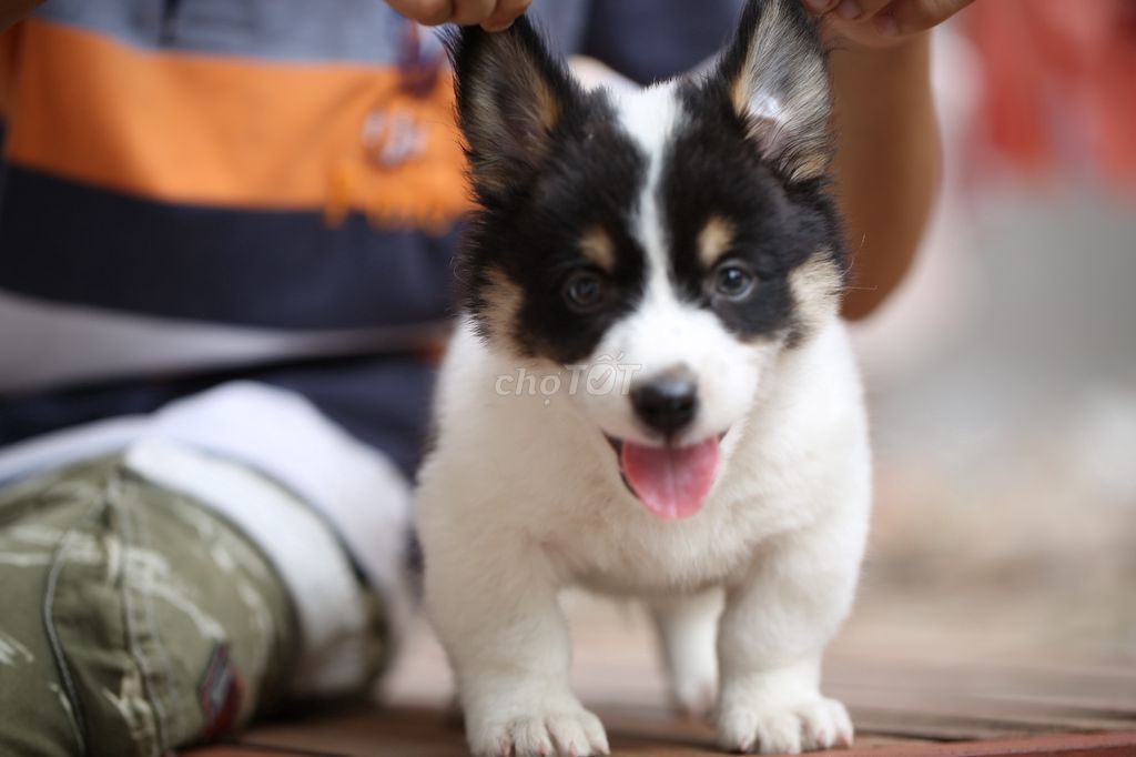 0966979991 - chó corgi lai với husky