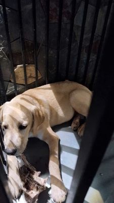 Chó Labrador Đực 6 tháng Vàng