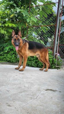 Chó Becgie đực 14 tháng