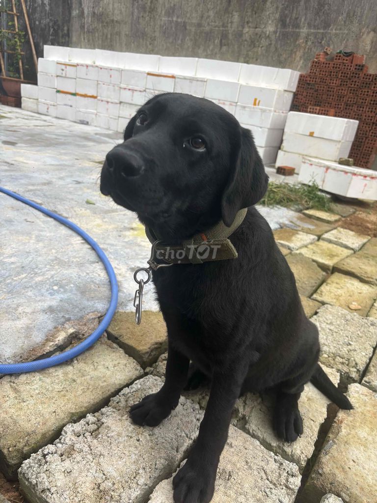 Chó Labrador đực 6 tháng tuổi. Mua bán Chó tại Quận Cẩm Lệ Đà Nẵng được đăng bởi Dương Nguyễn hình 3