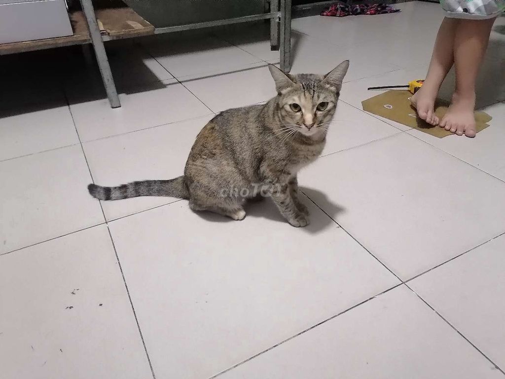 tặng mèo . Mua bán Mèo tại Quận Bình Tân Tp Hồ Chí Minh được đăng bởi Hà thị hồng thắm  hình 1