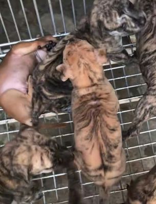 Chó Phú Quốc Vện lửa 2-3 tháng thuần chủng. Mua bán Chó tại Thị xã Bến Cát Bình Dương được đăng bởi Trang Trại PND