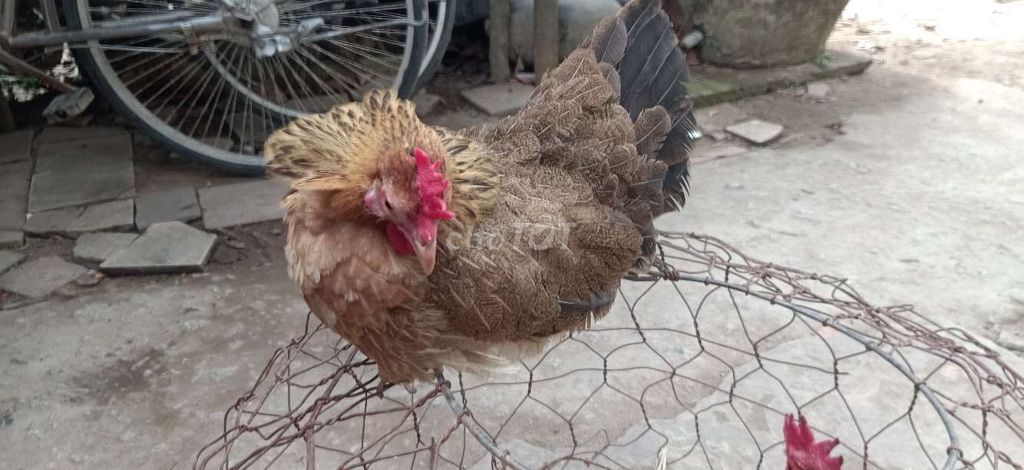 Gà tre thái chân lùn rặc. Mua bán Gà tại Huyện Chợ Mới An Giang được đăng bởi Cao Minh Thuận hình 2