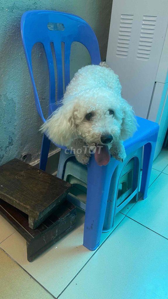 Chó Poodle Cái Trắng 12 tháng. Mua bán Chó tại Quận Ba Đình Hà Nội được đăng bởi Cái Gì Cũng Bán  hình 1